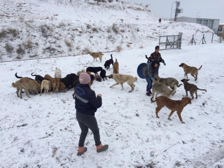 Çorum Belediye’si Sokak Hayvanlarına Yem Ve Yiyecek Bıraktı