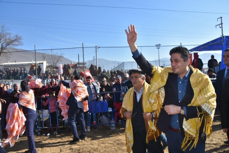 Helvacı Deve Güreşleri Renkli Görüntülere Sahne Oldu