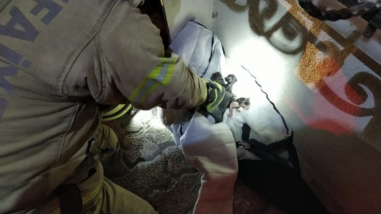 Yangında Mahsur Kalan Kedi Yavrularını Önce Kurtardı Sonra Elleriyle Yıkadı