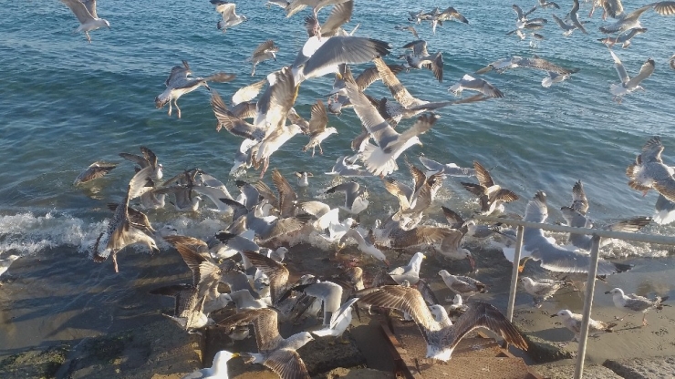 Martılar 50 Kilo Balık Artığını 2 Dakikada Bitirdi