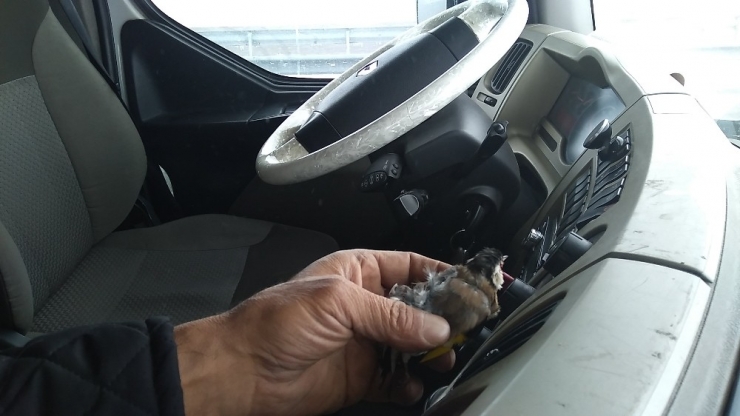 Kuş Donarak Ölse De Yaptığı Hareket Yürekleri Isıttı