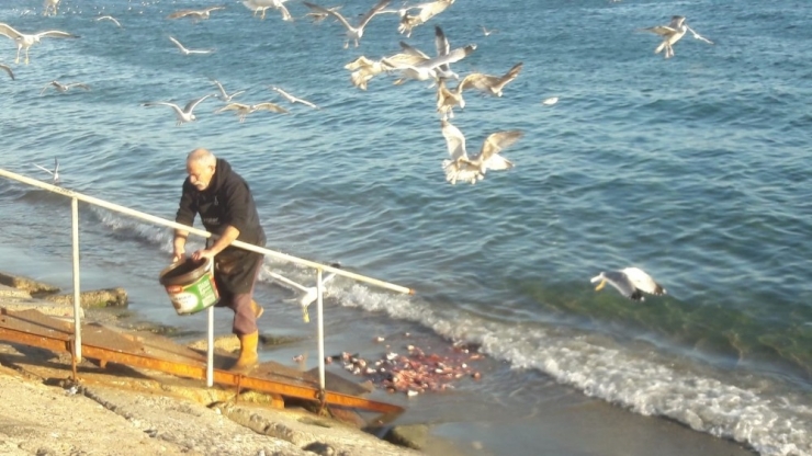 Martılar 50 Kilo Balık Artığını 2 Dakikada Bitirdi