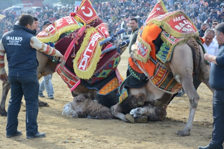 190 Deve Torbalı’da Arenaya İndi