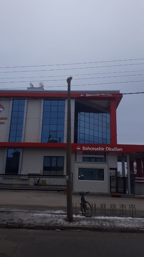 Kedi Donmaktan Son Anda Kurtarıldı