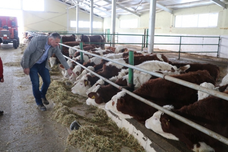 Genel Müdürlüğü Bıraktı, Hayvancılığa Başladı