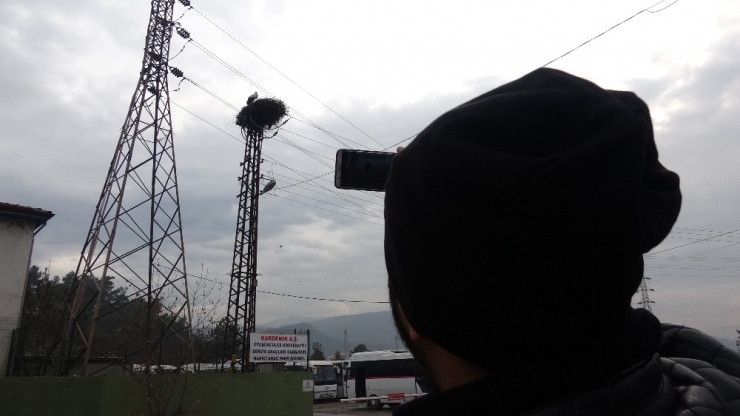 Şubat’ta Yuva Yapan Leylek Görenleri Şaşırttı