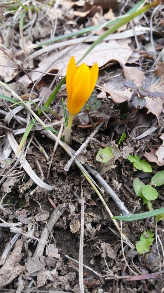 Baharın Müjdeleyicisi ’Sarı Çiçek’ Çiğdemleri Çiçek Açtı