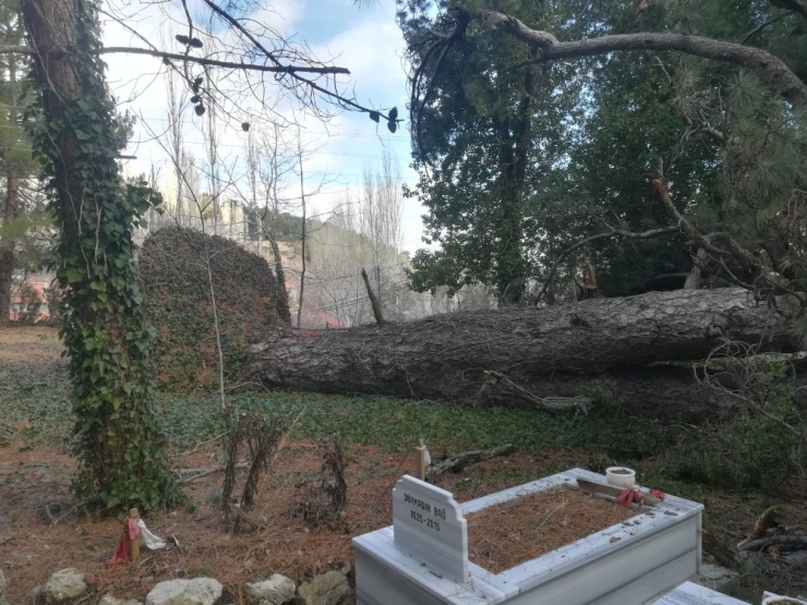 150 Yıllık Çam Ağacı Devrildiği Yerdeki Mezarları Paramparça Etti