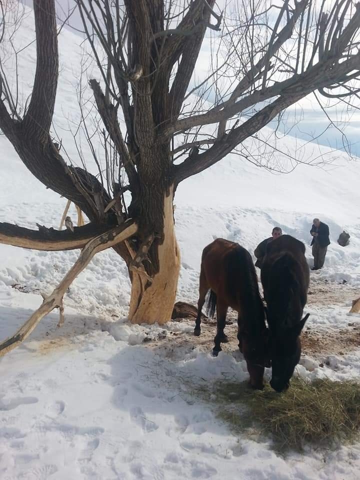 Ölüme Terk Edilen Hayvanlara Köylüler Sahip Çıktı