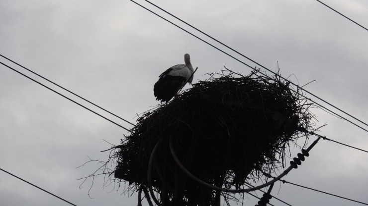 Şubat’ta Yuva Yapan Leylek Görenleri Şaşırttı
