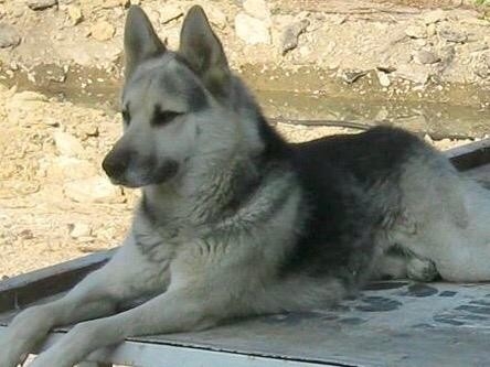 Köpeğini Bulana 3 Bin Tl Ödül Verecek