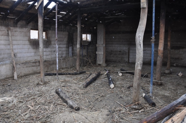 Bulanık’ta Ahır Yandı: 9 Hayvan Telef Oldu