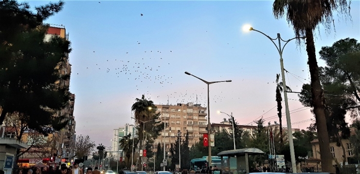 Şanlıurfa Semalarında Kuşların Dansı