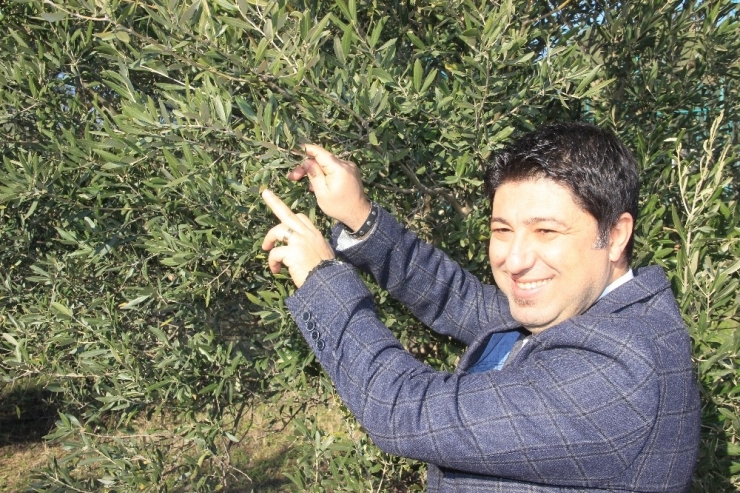 Ucuz Zeytinyağı Alırken Bir Kez Daha Düşünün