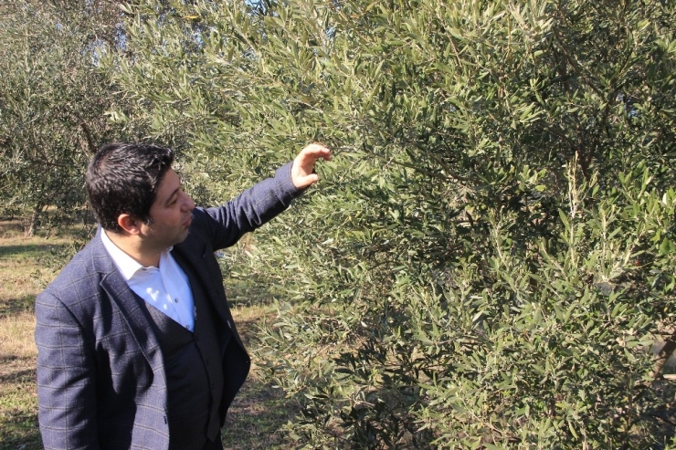 Ucuz Zeytinyağı Alırken Bir Kez Daha Düşünün