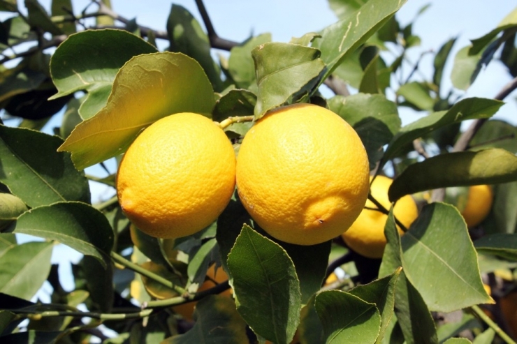 Başkan Tollu: "Limon Yiyelim, Hastalıklardan Ve Gripten Uzak Duralım"