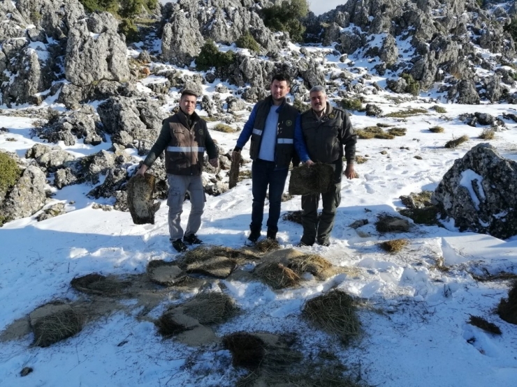 Yaban Hayatına Devlet Şefkati