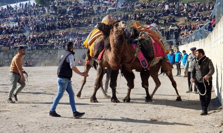 Yenipazar’da 36. Deve Güreşi Festivali Renkli Görüntülere Sahne Oldu