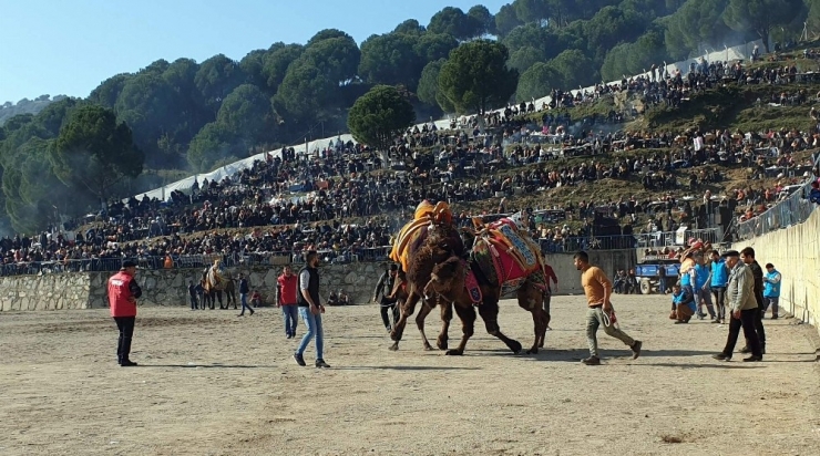 Yenipazar’da 36. Deve Güreşi Festivali Renkli Görüntülere Sahne Oldu