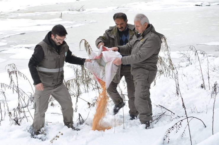 Yiyecek Bulmakta Zorlanan Yaban Hayvanlarının İmdadına Onlar Yetişiyor