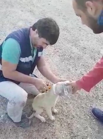 Kafası Plastik Bidona Sıkışan Yavru Köpek Kurtarıldı