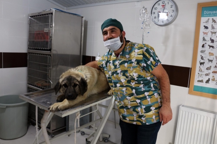 Yavruyken Takılan Tasma Talihsiz Köpeğin Boğazını Kesti