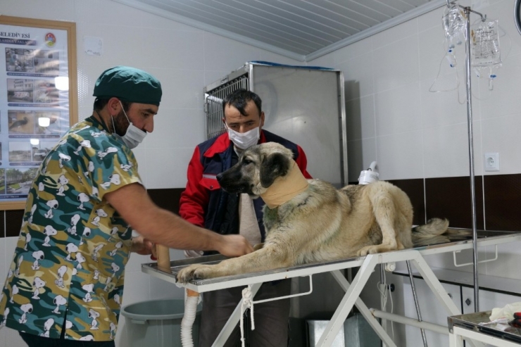 Yavruyken Takılan Tasma Talihsiz Köpeğin Boğazını Kesti