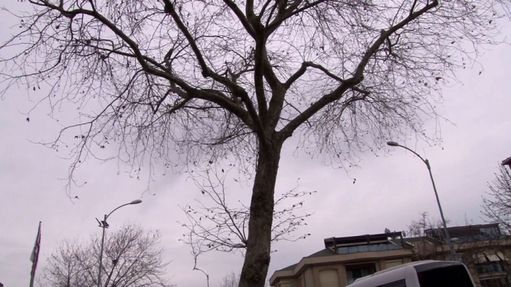 Çınar Ağaçları Kanser Bulaşma Riskine Karşı Budanamıyor