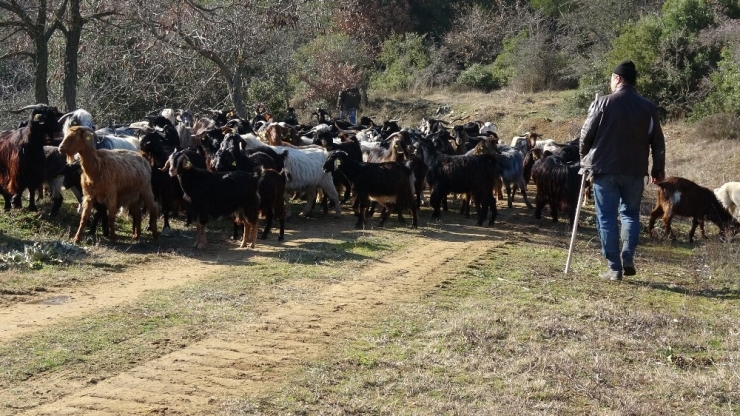 Okulu 5. Sınıfta Bıraktı, Çobanlık Yaparak Kitabını Çıkardı