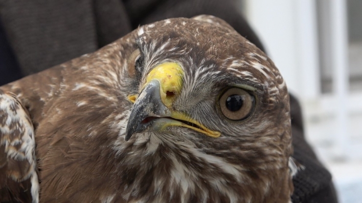 Yaralı Şahini Havlu İle Yakalayıp Koruma Altına Aldılar