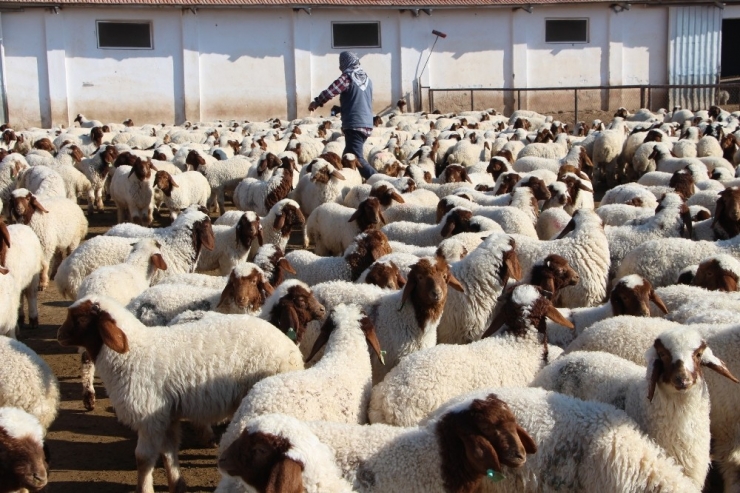 Türkiye’nin En Büyük Tarım İşletmesinde İvesi Cinsi Koyun Popülasyonu Artıyor
