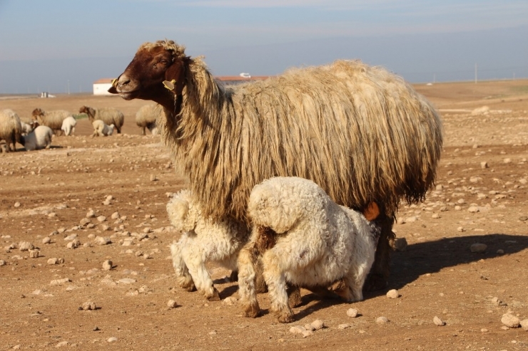 Türkiye’nin En Büyük Tarım İşletmesinde İvesi Cinsi Koyun Popülasyonu Artıyor