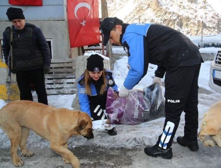 Hakkari Polisinden Sokak Hayvanlarına Mama Desteği