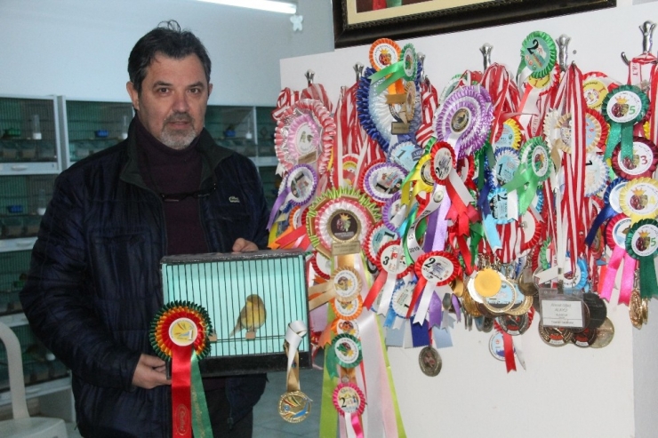 Bu Doktor Şampiyon Kanaryalar Yetiştiriyor