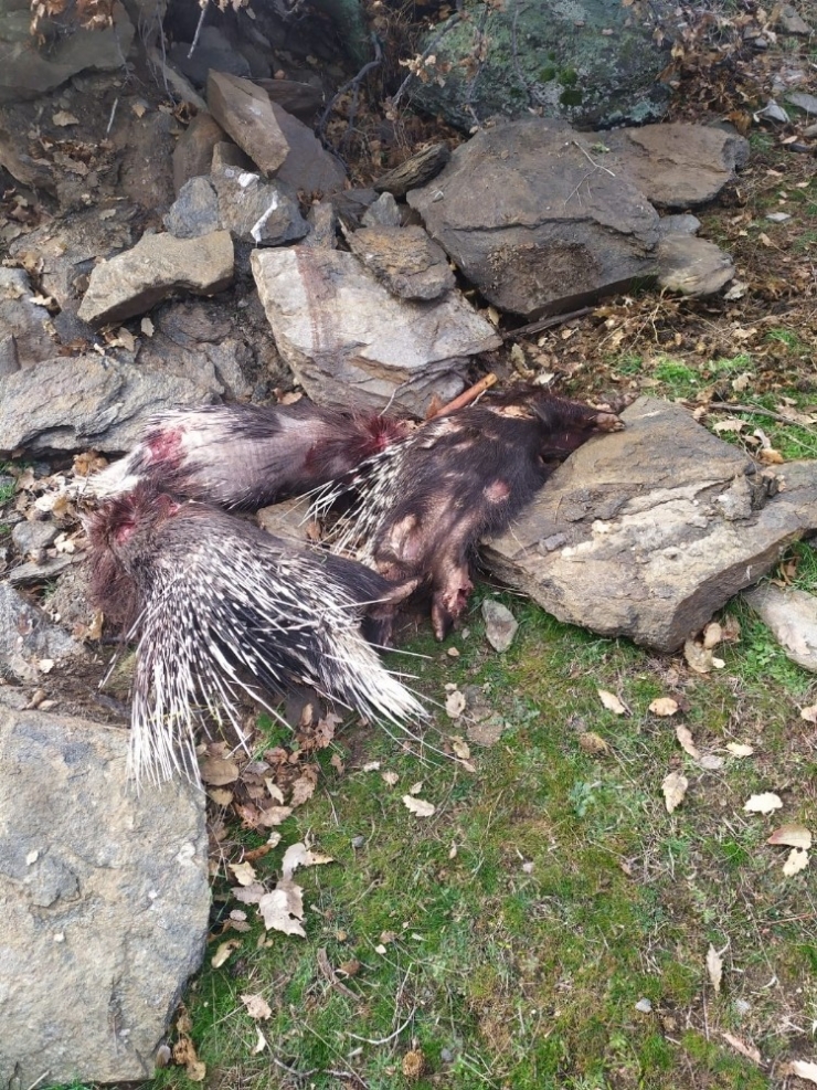 Koruma Altındaki Oklu Kirpiyi Avlayanlara Rekor Ceza