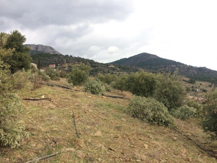 Silifke’de 30 Zeytin Ağacı Dibinden Kesildi