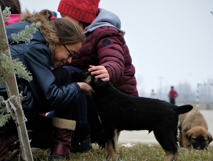 Sokakta Kalan 9 Yavru Köpek İçin Öğrenciler Ve Eğitimciler Seferber Oldu