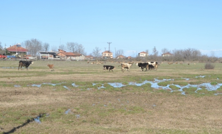 Mahalle Sakinleri Sebze Ve Meyve Hali İstemiyor
