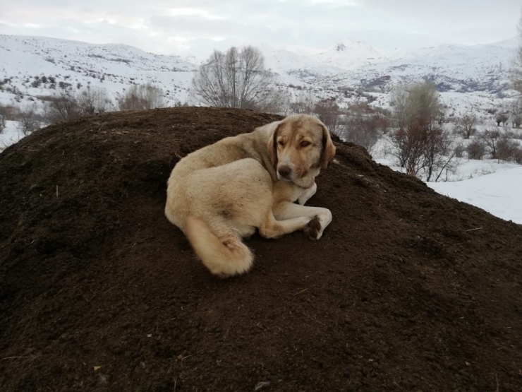 Anne Köpek Ölen Yavrusunu Kendi Gömdü