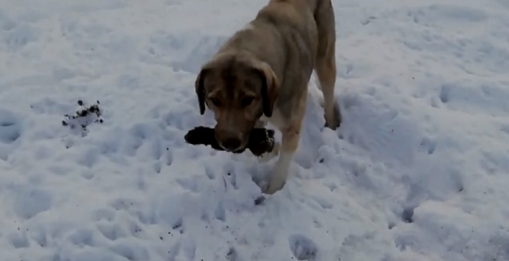 Anne Köpek Ölen Yavrusunu Kendi Gömdü