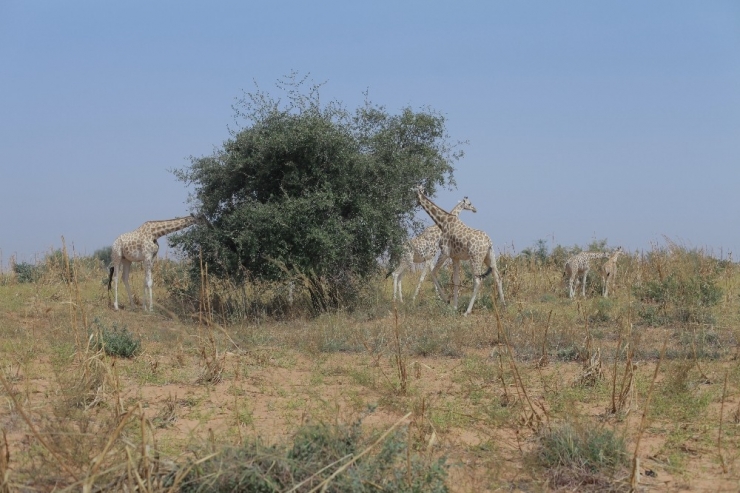 Tika’dan Nijer’de Doğal Yaşama Destek