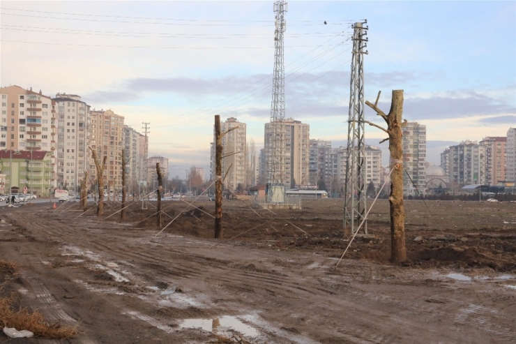 50 Yaşındaki Ağaç Yeniden Toprakla Buluştu