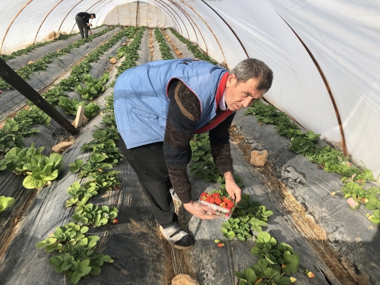 Kozan Çileğini Marka Yapmak İstiyor