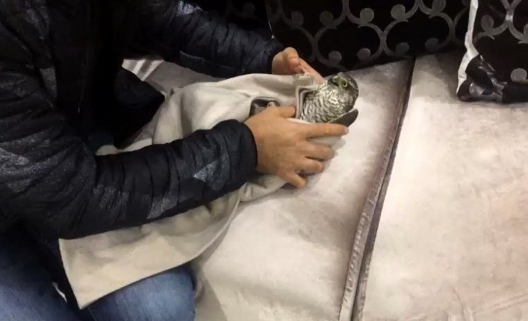 Cama Çarpan Yavru Atmaca Battaniyede Isıtıldı