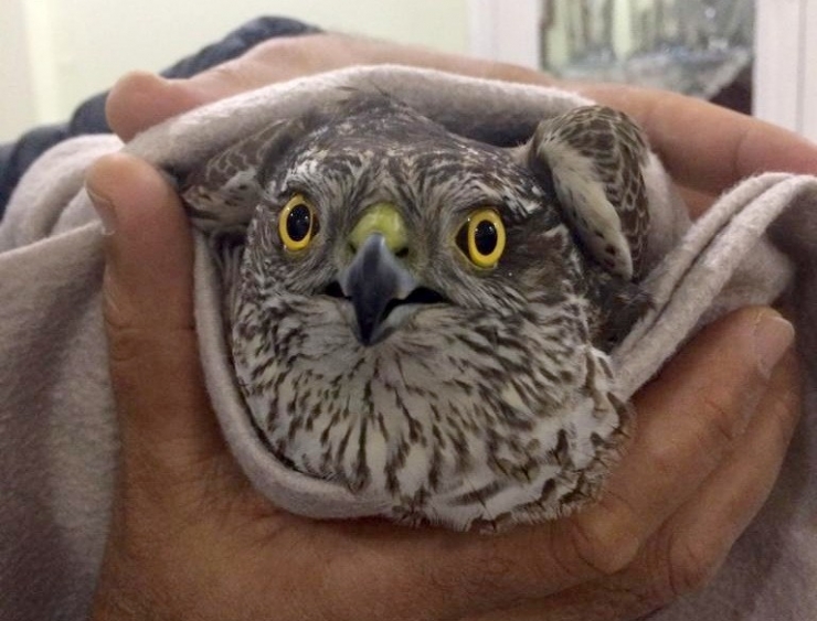 Cama Çarpan Yavru Atmaca Battaniyede Isıtıldı