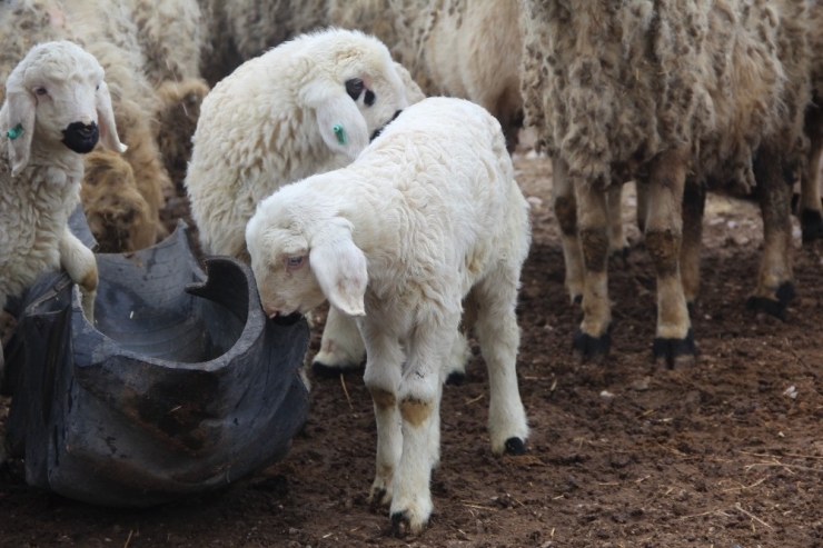 Baharı Müjdeleyen Kuzu Doğumları Başladı