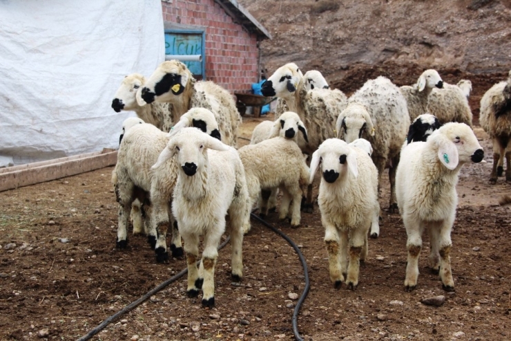 Baharı Müjdeleyen Kuzu Doğumları Başladı
