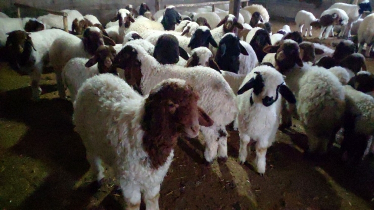 İslahiye’de Veba Vakası