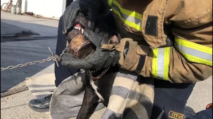 Konserve Kutusuna Dili Sıkışan Köpeği İtfaiye Kurtardı