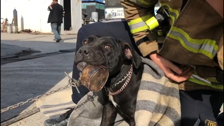 Konserve Kutusuna Dili Sıkışan Köpeği İtfaiye Kurtardı